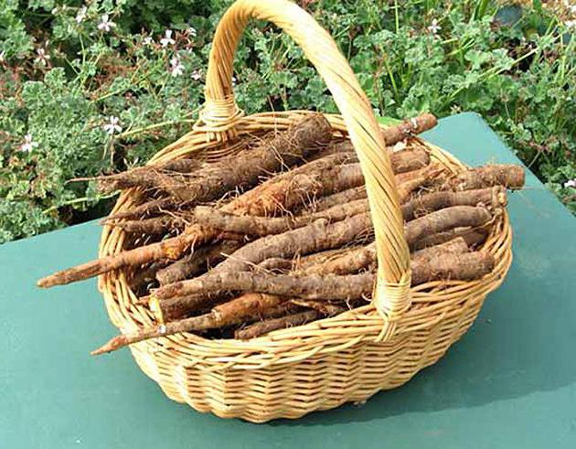 Ořechový kořen: vlastnosti a kultivace