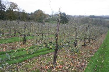 Příprava jabloní na zimu: jděte, mráz, vaše drahá a nedotýkejte se našich jabloní