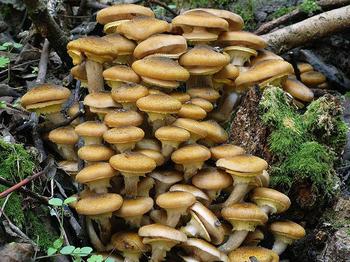 Proč snít sběr hub v lese? Co říkají sny?