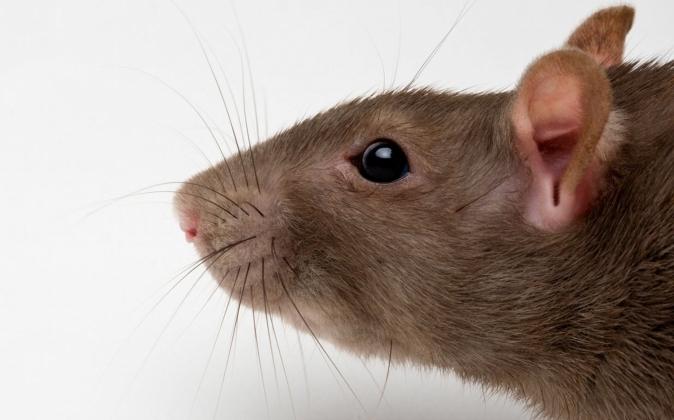 Tlumočení snů: Co to znamená, když krysa sní?