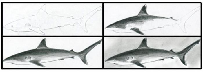 Jak nakreslit žralok: hlavní třídy pro různé věkové kategorie