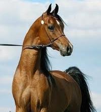 Arabské koně