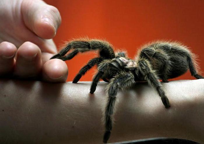 jak se přestat bát pavouků