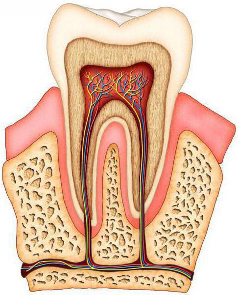 zubní kostí
