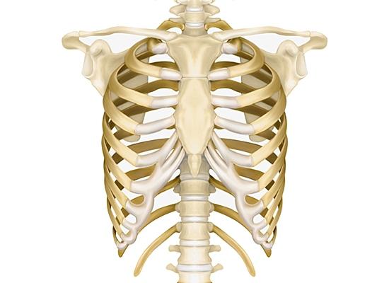Lidský hrudník: anatomie a základní funkce