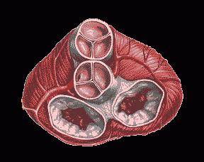 Srdcový ventil: znaky biologického zámku